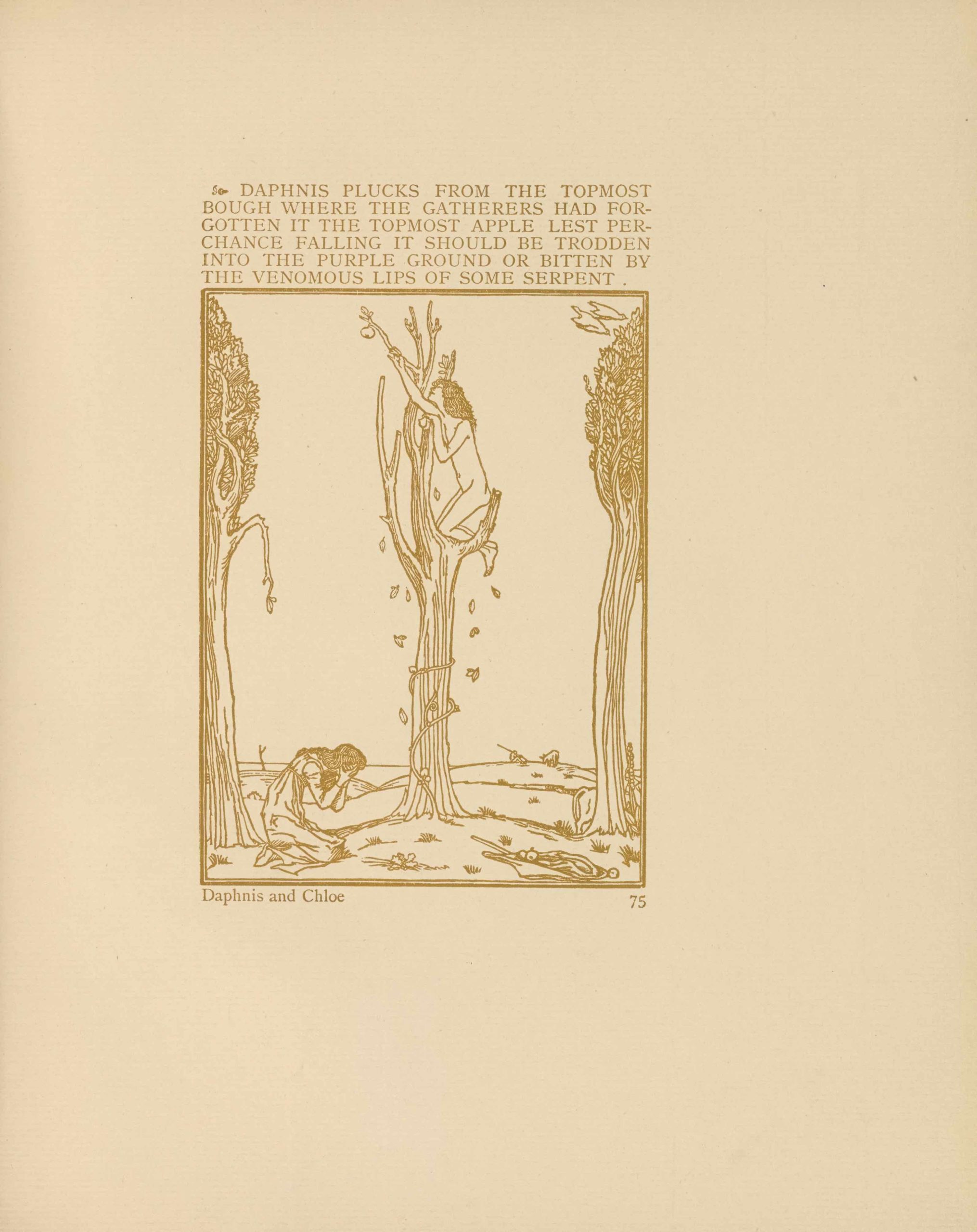 The wood engraving, an illustration of “Daphnis and Chloe,” is printed in golden brown ink within a 
                        portrait oriented rectangular double frame. Above the image, printed in the same ink, is typography in all 
                        caps, preceded by a fleuron: “Daphnis plucks from the topmost bough where the gatherers had forgotten it the 
                        topmost apple lest perchance falling it should be trodden into the purpose ground or bitten by the venomous 
                        lips of some serpent.” The typography is the same width as the image, beneath which is printed the title 
                        “Daphnis and Chloe” and the page number 75. Centred in the image is a barren tree in which Daphnis, perched 
                        on a high branch, reaches out for an apple while Chloe kneels at the base of the tree. Daphnis is nude, with 
                        long hair that cascades over his shoulder. From the ground, a single vine grows upward and is wrapped around 
                        the tree. Chloe kneels to the left of the tree, holding her face in her hands. She wears a long dress and shoes. 
                        In the far right foreground is a crumpled basket or cloth holding apples. Two blooming trees with leafy foliage 
                        frame either side of the central tree. An animal is half-hidden behind the right tree, with its rear visible. 
                        In the distant background are hills, with a shepherd and sheep in the distance. At the top of the image, two 
                        white birds, possibly doves, fly down towards the tree at the right.