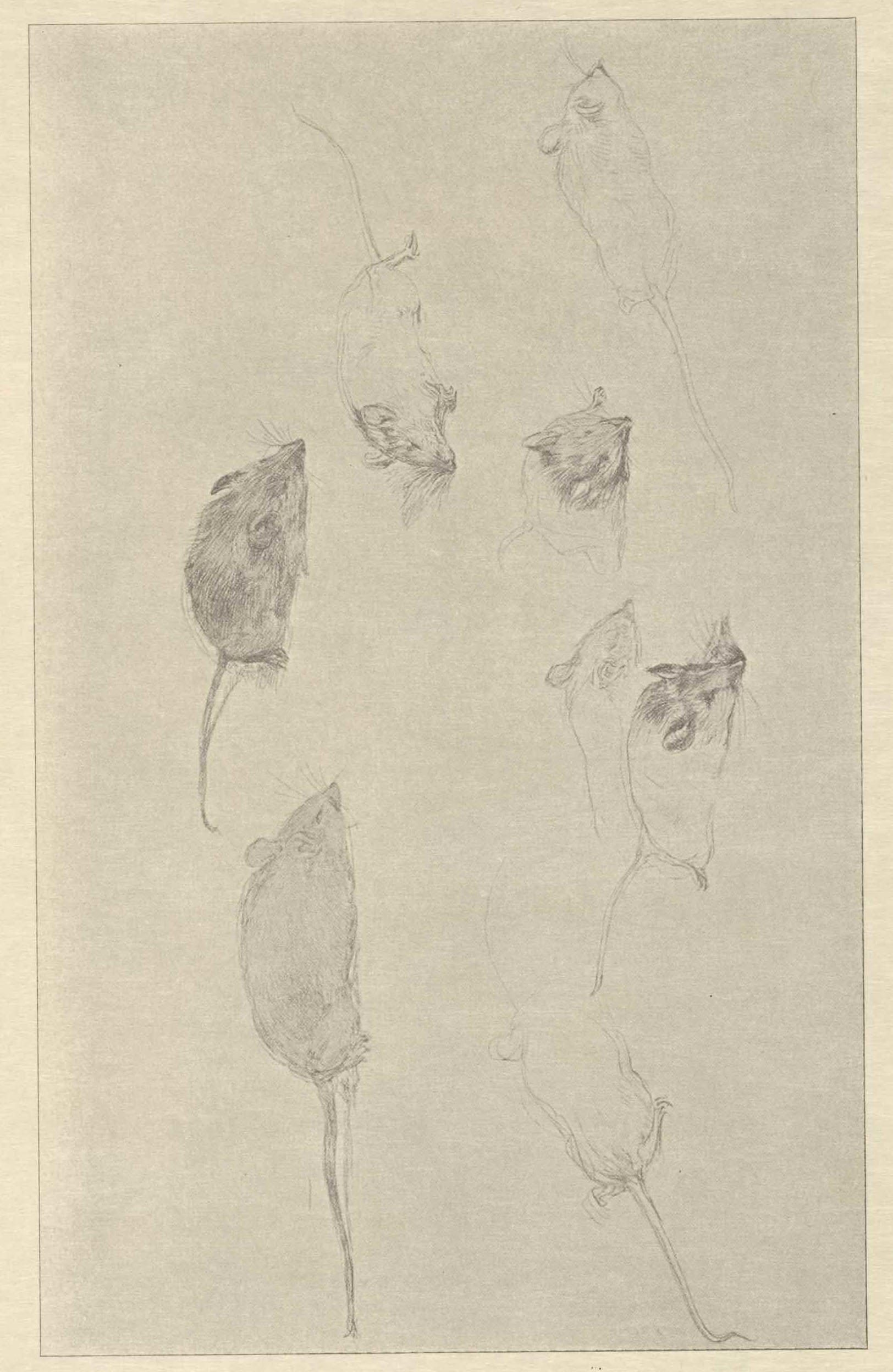 This reproduction of a silverpoint drawing is set within a thin rectangular border,
      in 
      landscape orientation. The drawing is a study of eight mice in various postures and
      positions 
      in a realistic style. The mice are rendered in dark gray atop a light grey background.
      Some mice 
      are rendered in more detail than others. The two mice on the left are shown in great
      detail, with 
      fur-covered faces and bodies, while the other six mice are only partially drawn, with
      half-completed 
      outlines, faces, and tails.