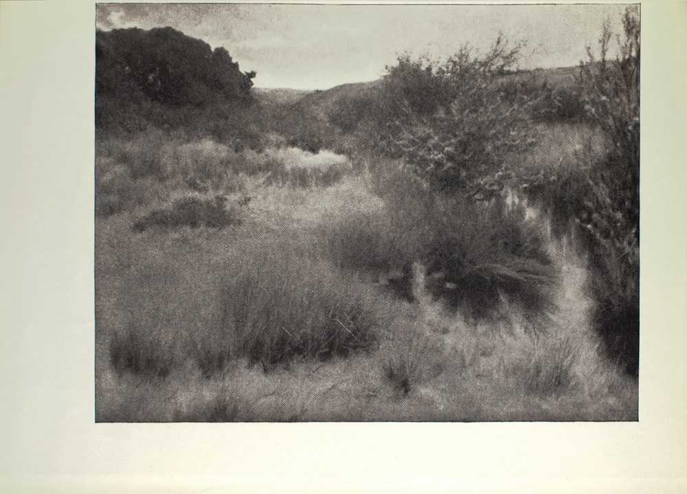 Image is of a grassland or sand dunes In the foreground several clumps of grass and a portion of a tree are visible In the middle ground there is a similar tree shown in full length dividing the image in half vertically There is a forest of dark trees in the background The sky is cloudy and light coloured The image is horizontally displayed