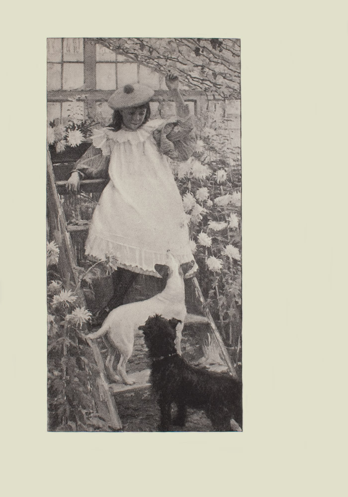 Image is of a young girl standing on a wooden ladder in a greenhouse She is wearing a dress with a white pinafore with ruffled sleeves and hemline she is wearing tights underneath Her hair is loose and dark She is wearing a beret with a pom pom She is shown in 3 4 face looking down at two small dogs in front of her Her left hand is extended upward grasping onto a vine while her right arm is resting on the step of the ladder Directly in front of her is a white dog with dark ears Its body is turned to the right as it is standing horizontally on the lowest step of the ladder but its head is looking up at her The darker dog has fluffier fur and a collar it is looking up at her as well The dark coloured dog is standing on the ground his body turned slightly to the left All three figures are surrounded by chrysanthemums There is a multi paned window in the background