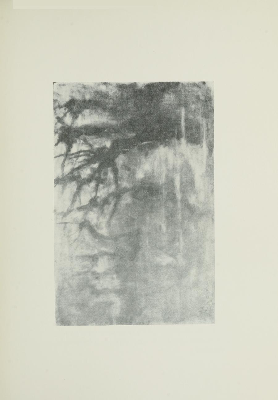 Image is of several leafless trees There is the suggestion of fog and a body of water The image is horizontally displayed